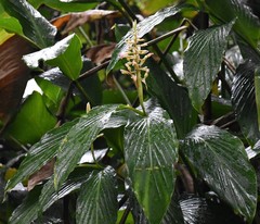 Renealmia pyramidalis