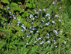 Myosotis decumbens