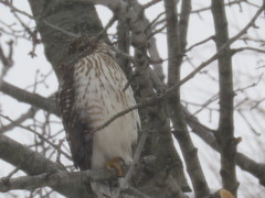 Accipiter cooperii