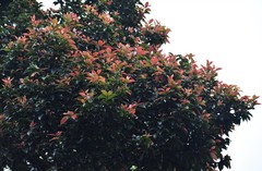 Syzygium myrtifolium