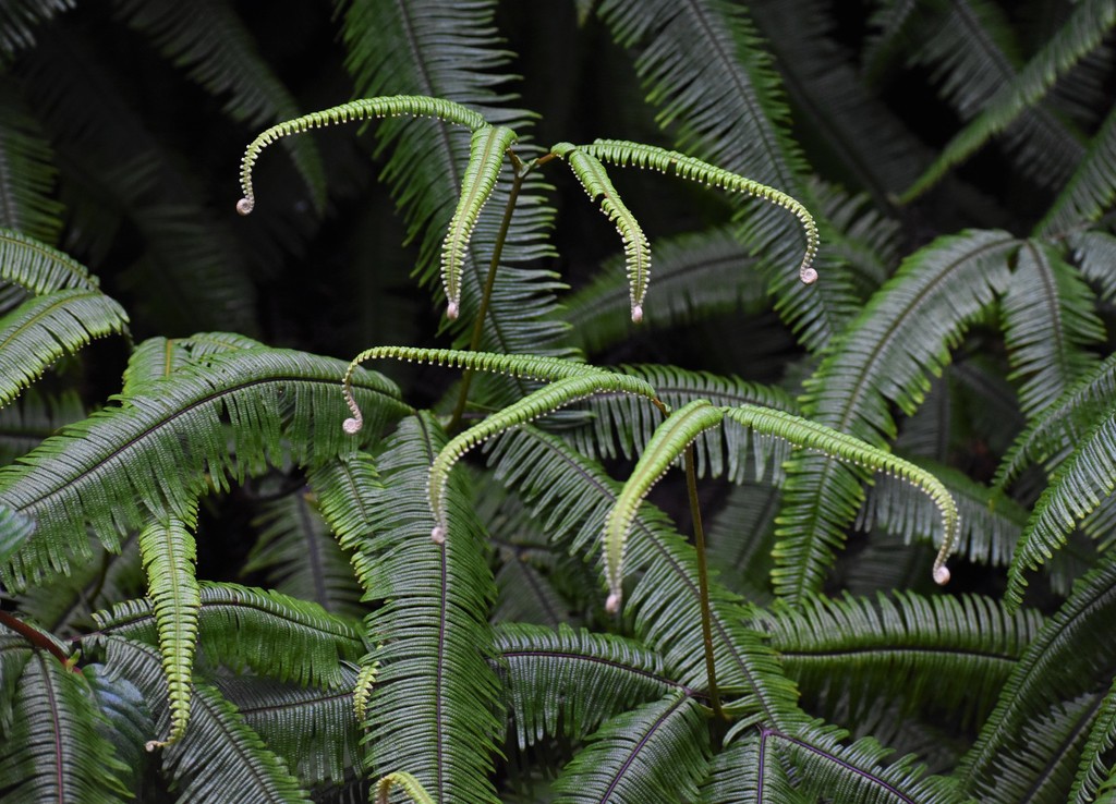 Mexican Umbrella Fern