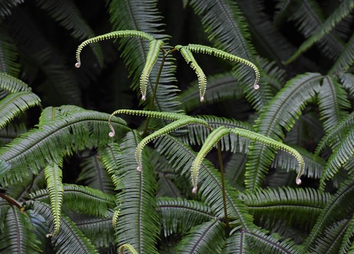 Sticherus bifidus