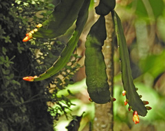 Pfeiffera monacantha