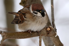 Passer montanus