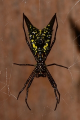 Micrathena pichincha
