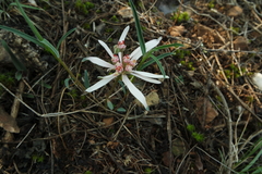 Euphorbia radians