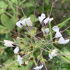 Cleome gynandra