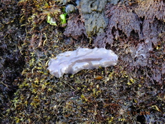 Leptoplanoidea