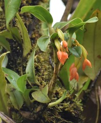 Maxillaria inflexa