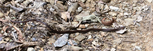 Ribboned Brittle-Snake