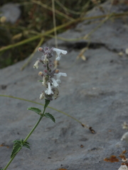 Nepeta nepetella