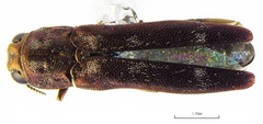 Agrilus cupreonitens
