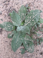 Amblyolepis setigera