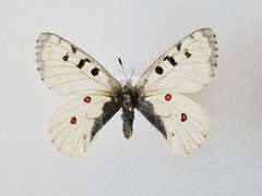 Parnassius smintheus yukonensis