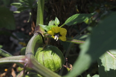 Physalis ixocarpa