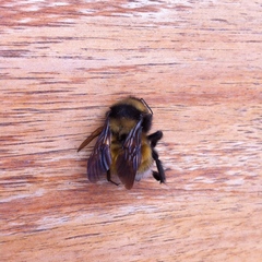 Bombus robustus