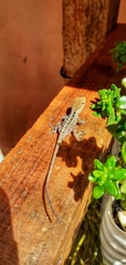 Anolis caceresae