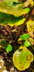 Anolis caceresae