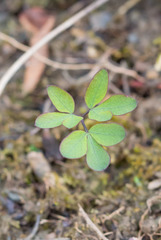 Taenidia integerrima