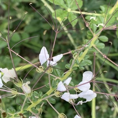 Cleome gynandra