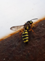 Cerceris arenaria