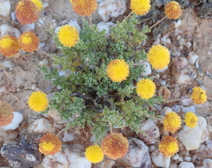 Pentzia peduncularis