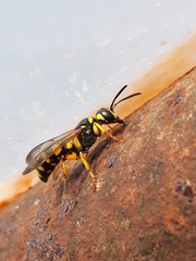 Cerceris arenaria