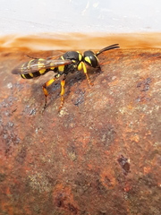 Cerceris arenaria