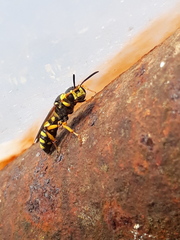Cerceris arenaria