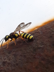 Cerceris arenaria
