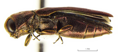 Agrilus cupreonitens