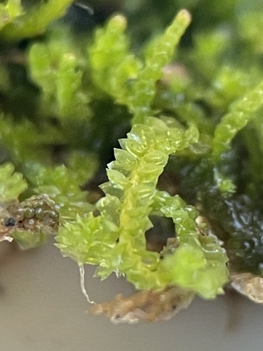 Neoorthocaulis