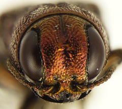 Agrilus cupreonitens