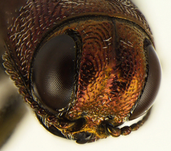 Agrilus cupreonitens