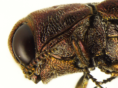 Agrilus cupreonitens