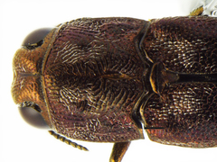 Agrilus cupreonitens