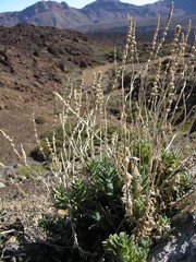 Nepeta teydea image