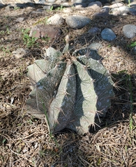 Astrophytum