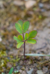 Taenidia integerrima