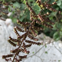 Setaria sagittifolia image