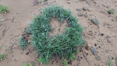 Fimbristylis sericea