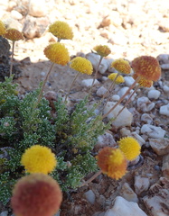 Pentzia peduncularis