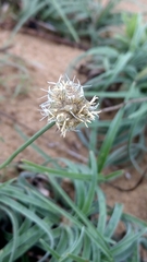 Fimbristylis sericea