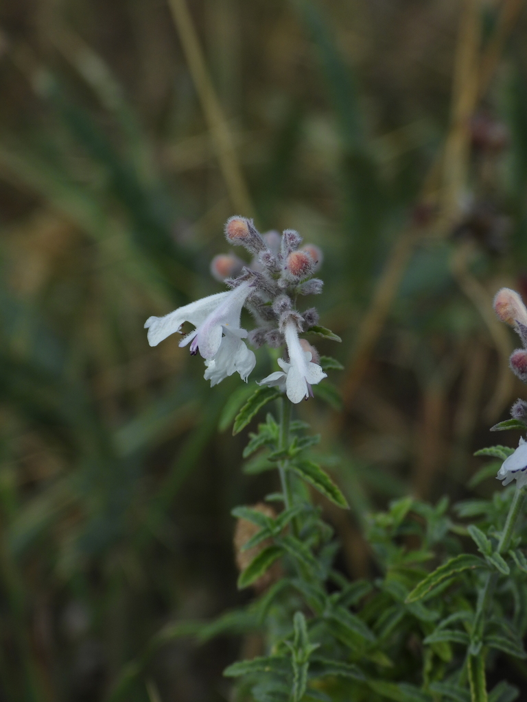 Lesser Catmint