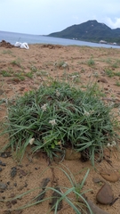 Fimbristylis sericea