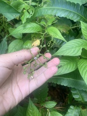 Miconia dependens