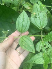 Miconia dependens