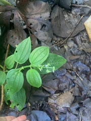 Miconia dependens