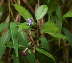 Psychotria urbaniana
