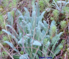 Biscutella valentina